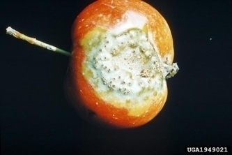 Fruit with rust disease