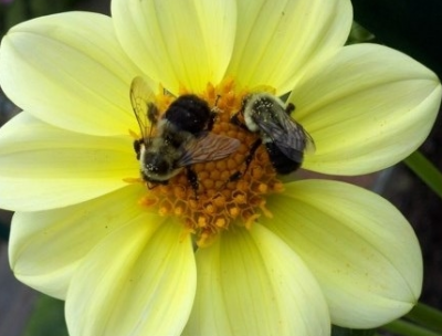 Bees pollunating