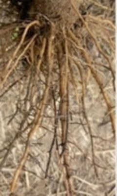 Strawberry roots with black root rot