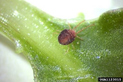 Clover Mite on a leaf