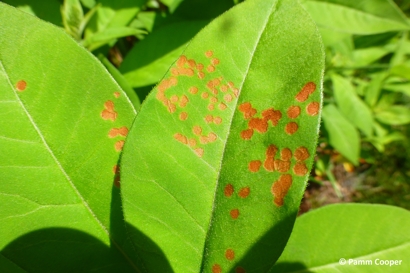 Four-lined plant bug feeding damage