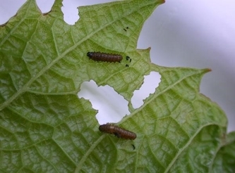Grape flea larva and damaged grape leaf