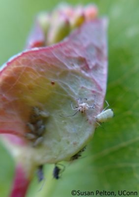 Honeysuckle aphids