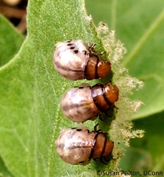 Colorado potato beetle larvae