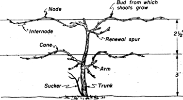 Labeled tree with pruning terminology
