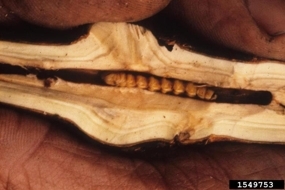 Stem borer larvae living within the stem or crown of a host plant
