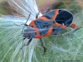 Lesser milkweed bug