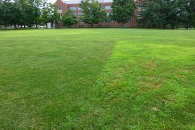 Crabgrass outside of sodded area on the UConn campus.