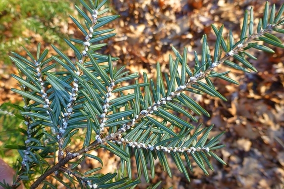 Hemlock Wooly Adelgid