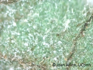 White sporulation of P. infestans on the lower surface of a tomato leaf