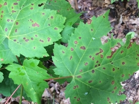 Phyllosticta leaf spot of maple