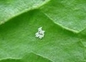 Spinach leafminer eggs