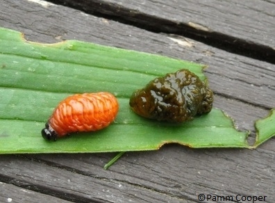 Lily Leaf Beetle larvae