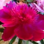 Deep pink peony flower, petals spread open, revealing a center clump of thin petal protrusions.