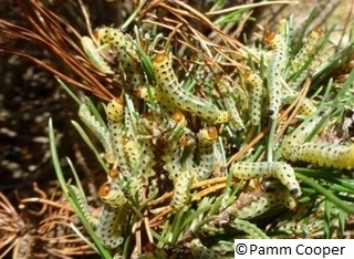 White pine sawflies,  Neodiprion  pinetum  on a mugo pine.