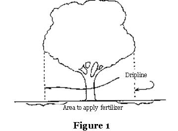 Fertilization Step 1