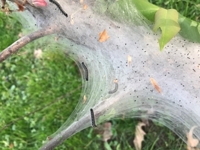 Tent caterpillar tenting on branch.