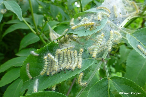 Larvae yellow/green, caterpillars with white hairs coming out of black warts. Here in Connecticut, the caterpillars have black heads.