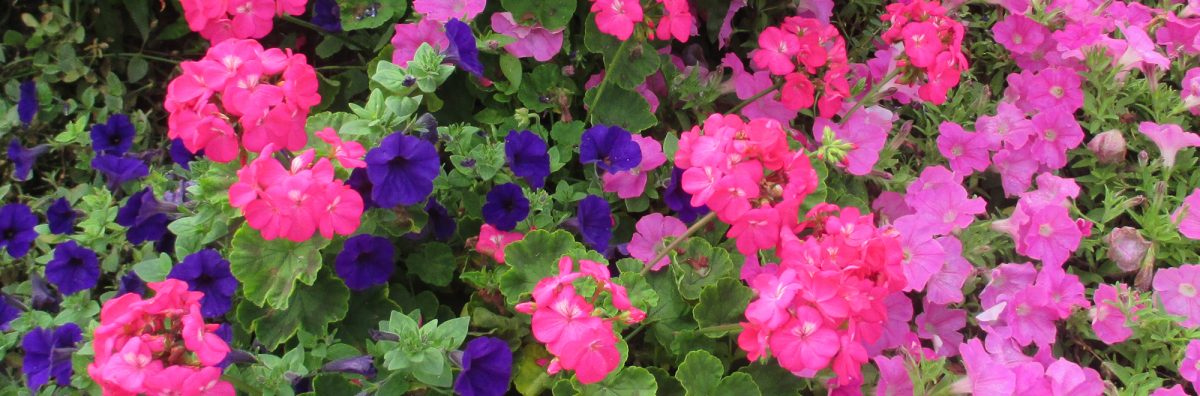 close up of petunias and geraniums - banner image