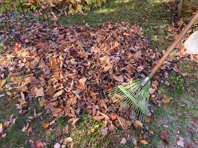 Raking leaves