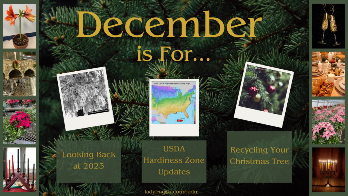 December Newsletter Decorative Cover