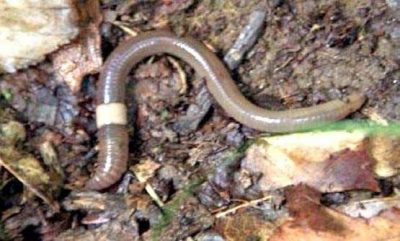 Asian Jumping worm with the distinctive white band marker. 