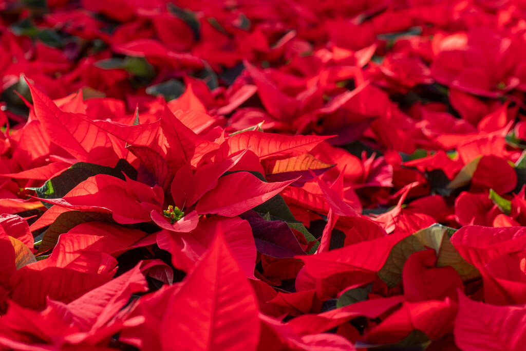 Poinsettias in greenhouse