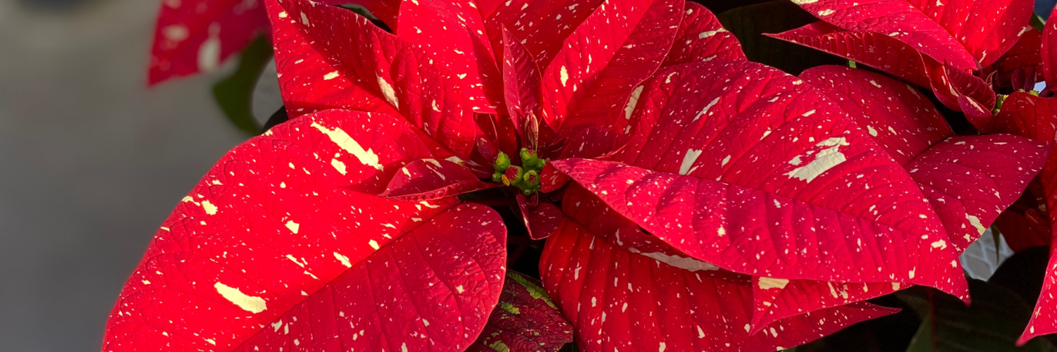 Red poinsettia with white speckles