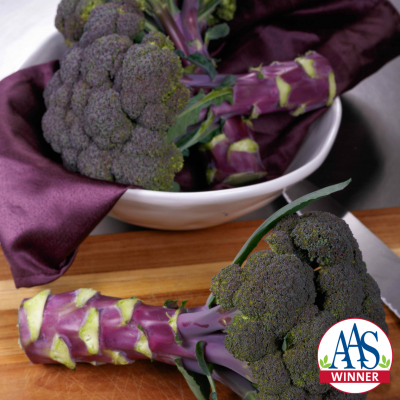 Broccoli 'Purple Magic'