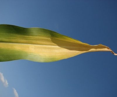 Nitrogen deficiency on corn leaf. 