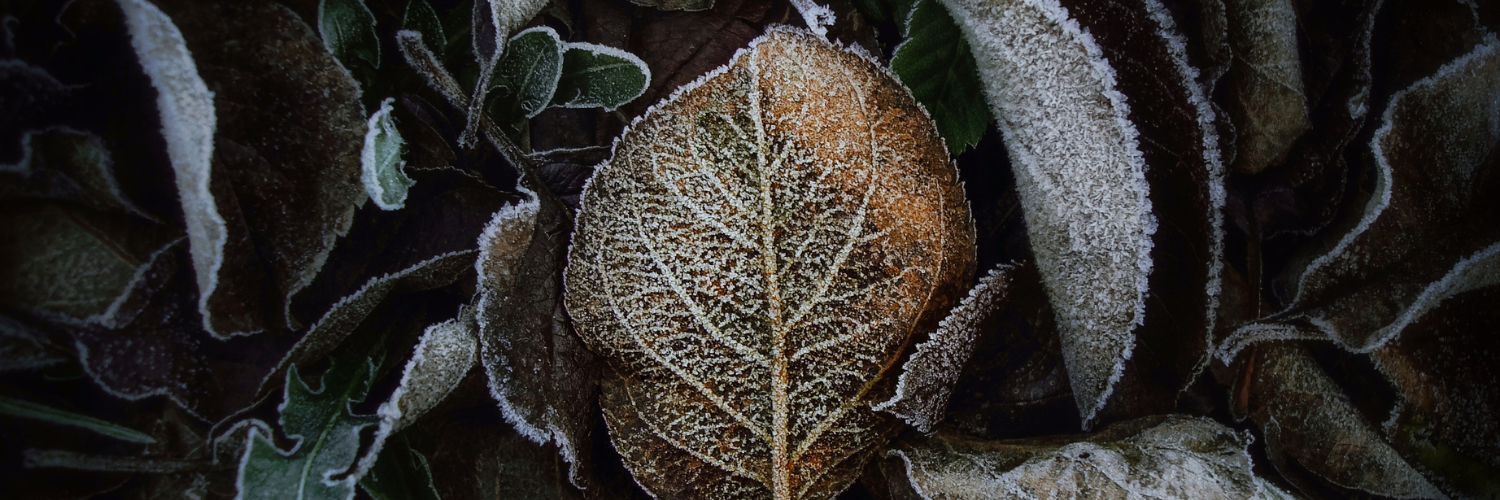 Frost on leaves