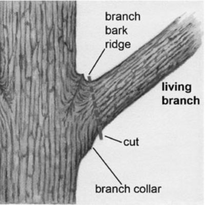 Branch anatomy for cutting and pruning safely