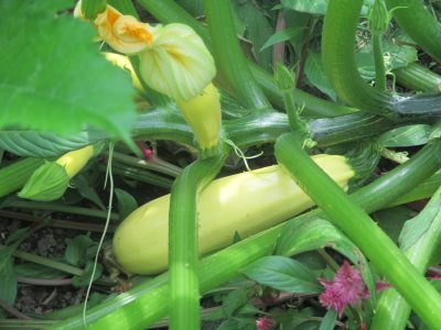 'Butta' yellow zucchini squash.