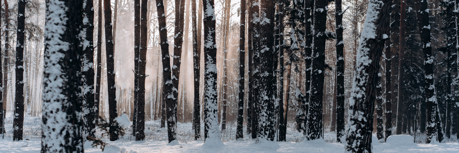 The image shows a snowy forest with tall trees and sunlight filtering through.