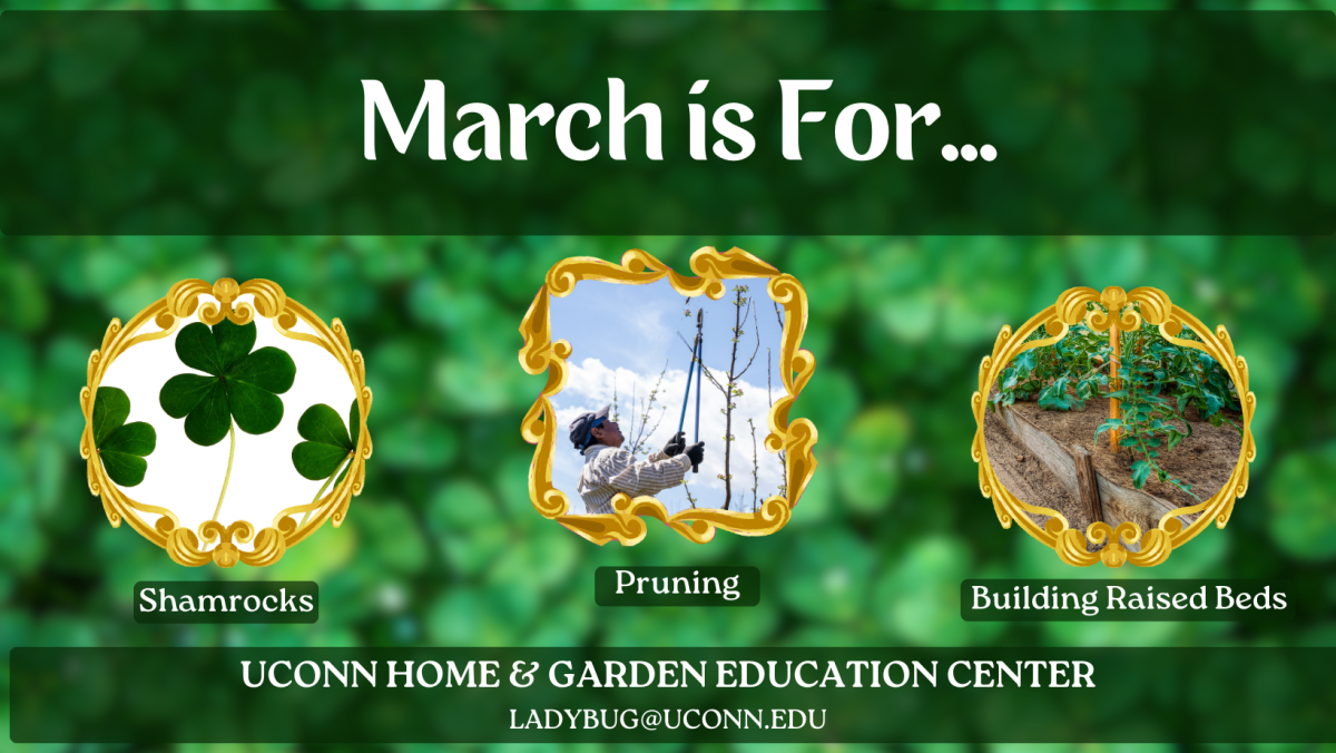 March is for Shamrocks, Pruning & Building Raised Beds!