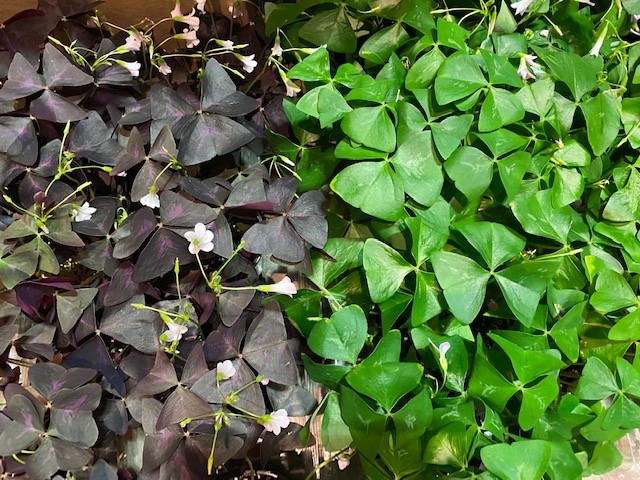 Purple and green oxalis plants together