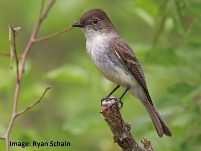 Eastern Phoebe on a branch
