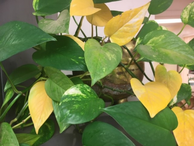 Pothos with yellow leaves