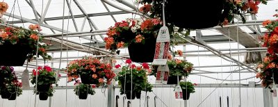 Hanging baskets in a greenhouse