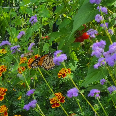 Butterfly in a garden
