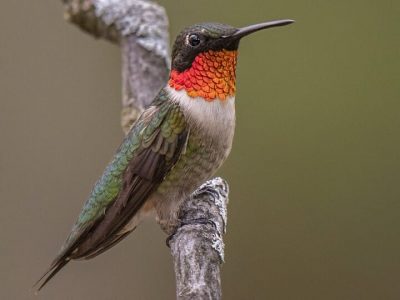 Red-Throated Hummingbird