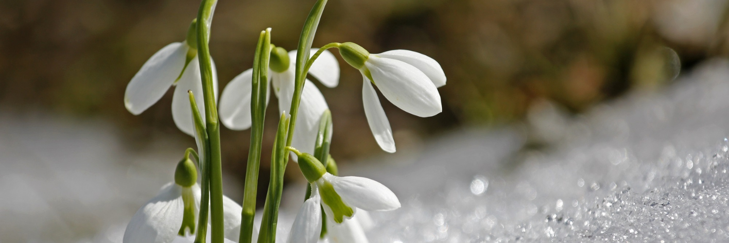 Snowdrops flowering