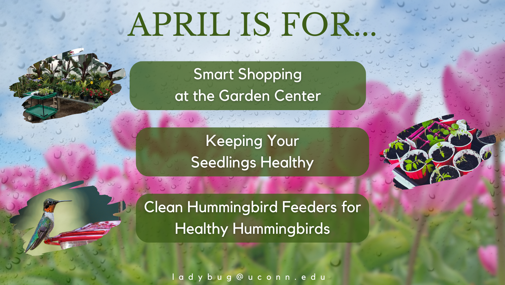 April is for smart shopping at the garden center, Keeping your seedlings healthy & Cleaning your hummingbird feeders!