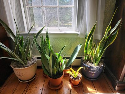 A group of different kinds of Sansevieria in front of a window.