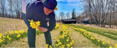 Picking Daffodils in a field