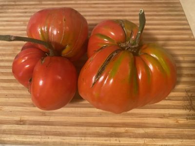 Fresh picked roma style tomatoes