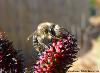 Cellophane bee on black willow flower in early spring
