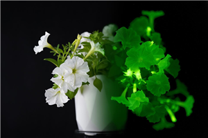 Bioluminescent petunias show their daytime white color and their nighttime "glow" in this potted example.