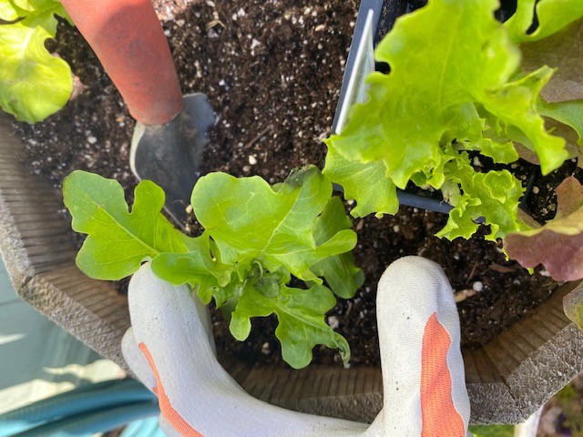 Lettuce Planting