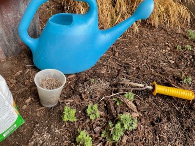 Adding fertilizer to perennials with a watering can and a hand rake. 
